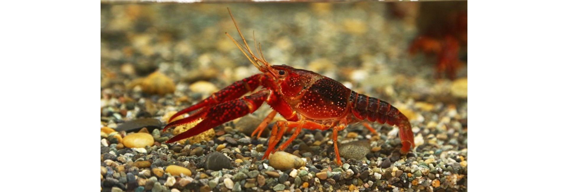 2025-10-07 Ecrevisse these Feng M