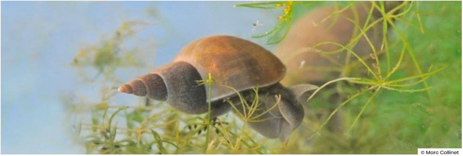 Lymnaea stagnalis